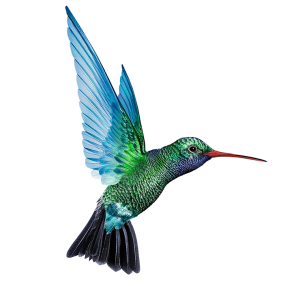Hummingbird PNG