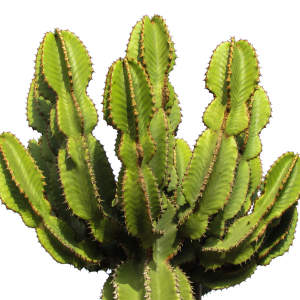 Cactus PNG image