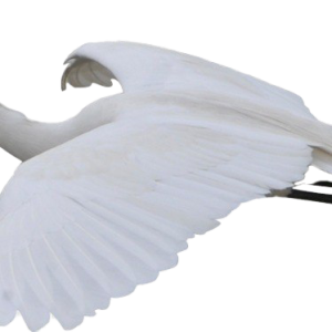 Heron PNG