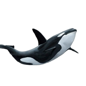 Killer whale PNG