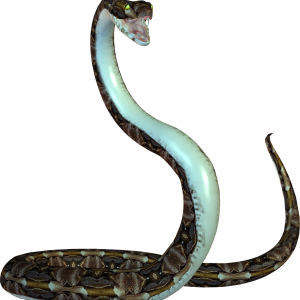 Snake PNG image picture download free