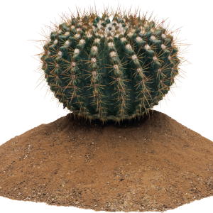 Cactus PNG image
