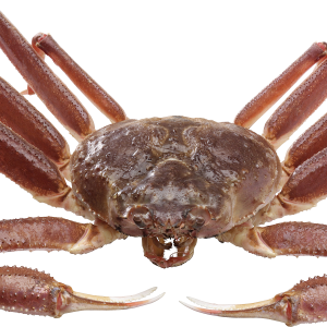 Crab PNG