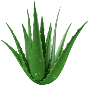 Aloe vera PNG