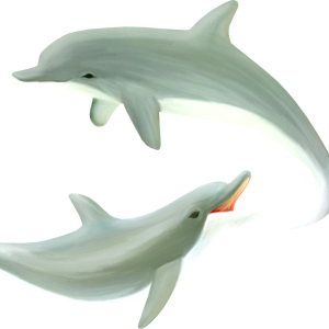 Dolphin PNG