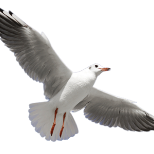 Gull PNG