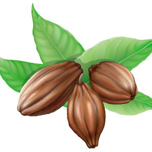 Cacao PNG