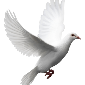 white dove fly PNG