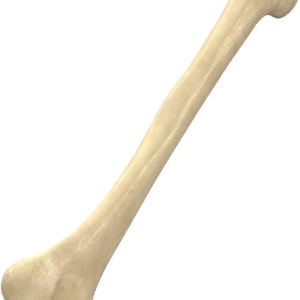 Bone PNG
