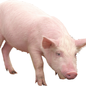 pink pig PNG image