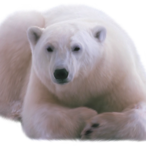 Polar white bear PNG