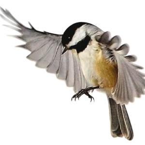 Bird PNG