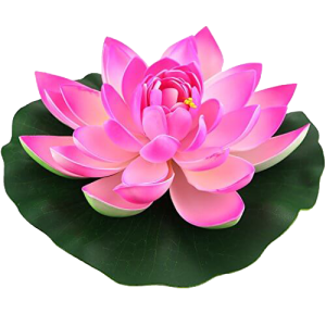 Lotus flower PNG