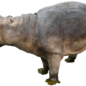 Hippo PNG