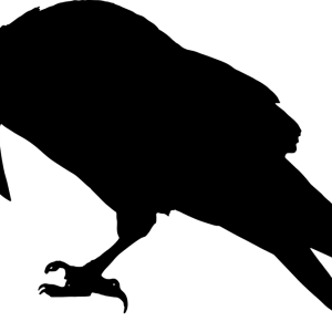 Raven PNG