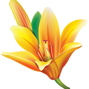 Lilium PNG