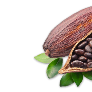 Cacao PNG