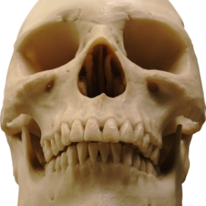 Skull PNG