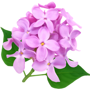 Lilac PNG