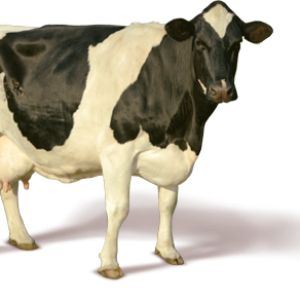 cow PNG