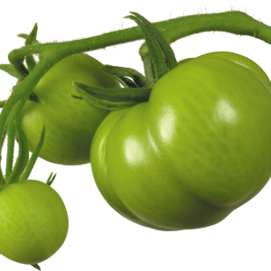 Green tomatoes on branch PNG