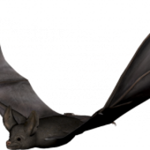 Bat PNG