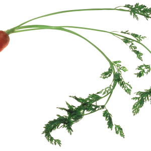 Carrot PNG