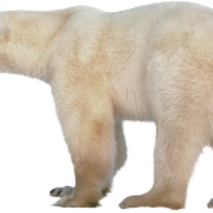 Polar white bear PNG