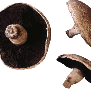 Mushroom PNG image