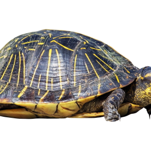 Turtle PNG