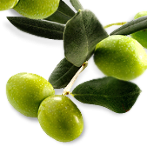 Olive PNG