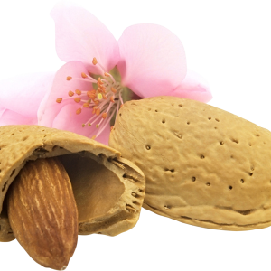 Almond with flowerPNG