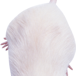mouse, rat PNG image