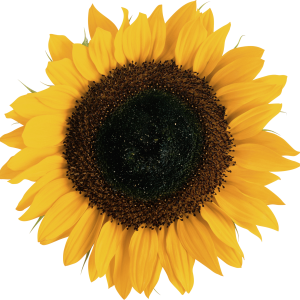 Sunflower PNG