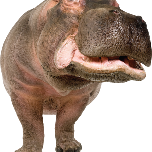 Hippo PNG