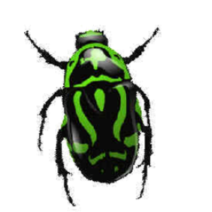 green bug PNG image, insect PNG