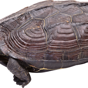 Turtle PNG