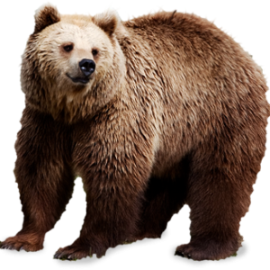 bear PNG image