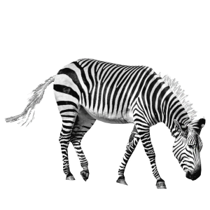 Zebra PNG image