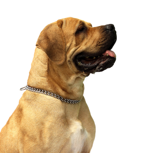 Dog PNG