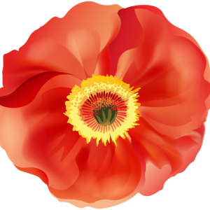 Poppy flower PNG