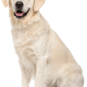 Labrador Retriever PNG