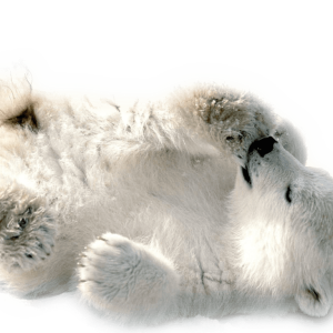 Polar white bear PNG