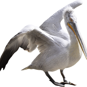 Pelican PNG
