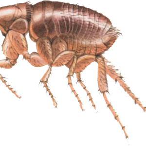 Flea PNG