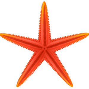 Starfish PNG