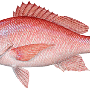 Fish PNG