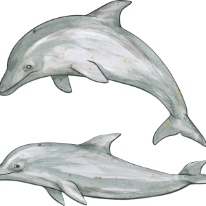 Dolphin PNG