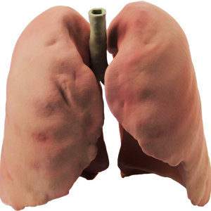 Lungs PNG