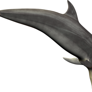Dolphin PNG